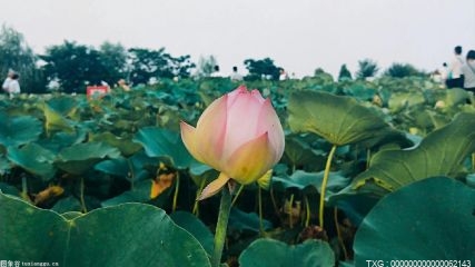 番薯属不属于果实？红薯花能吃吗？红苕花的学名是什么？