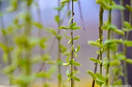 鹅卵石的硬度是什么？鹅卵石密度是多少？鹅卵石的意义是什么？