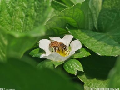 人被蜜蜂蛰到了怎么办？被蜜蜂蛰了没有看到刺怎么办？