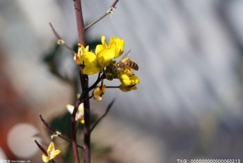 干花如何保养？干花怎么制作？